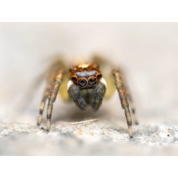 Buy Olympus M.Zuiko Digital ED 90mm F3.5 Macro IS PRO - 90mm Macro Lens with IS ... in Cyprus, Nicosia, Limassol, Larnaka, Pafos