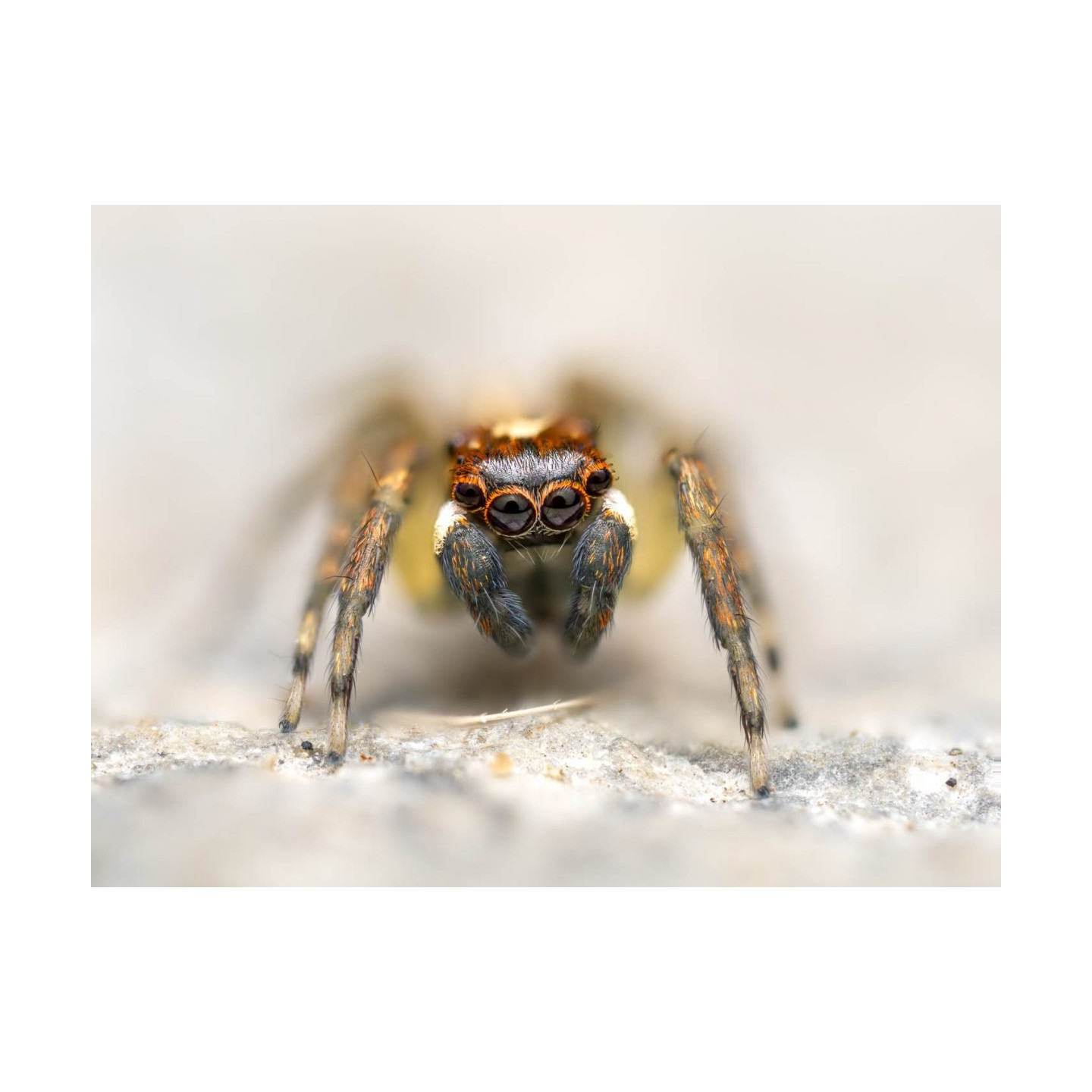 Olympus M.Zuiko Digital ED 90mm F3.5 Macro IS PRO - 90mm Macro Lens with IS PRO (incl. hood & cap)