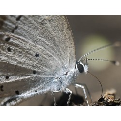 Buy Olympus M.Zuiko Digital ED 90mm F3.5 Macro IS PRO - 90mm Macro Lens with IS ... in Cyprus, Nicosia, Limassol, Larnaka, Pafos