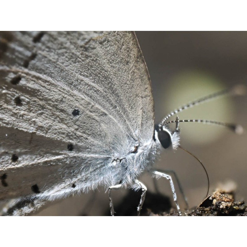 Buy Olympus M.Zuiko Digital ED 90mm F3.5 Macro IS PRO - 90mm Macro Lens with IS ... in Cyprus, Nicosia, Limassol, Larnaka, Pafos