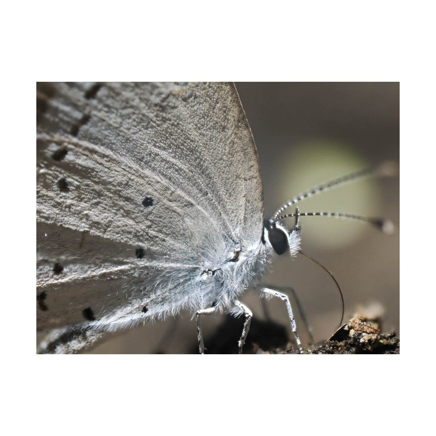 Olympus M.Zuiko Digital ED 90mm F3.5 Macro IS PRO - 90mm Macro Lens with IS PRO (incl. hood & cap)