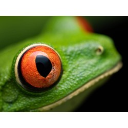 Buy Olympus M.Zuiko Digital ED 90mm F3.5 Macro IS PRO - 90mm Macro Lens with IS ... in Cyprus, Nicosia, Limassol, Larnaka, Pafos