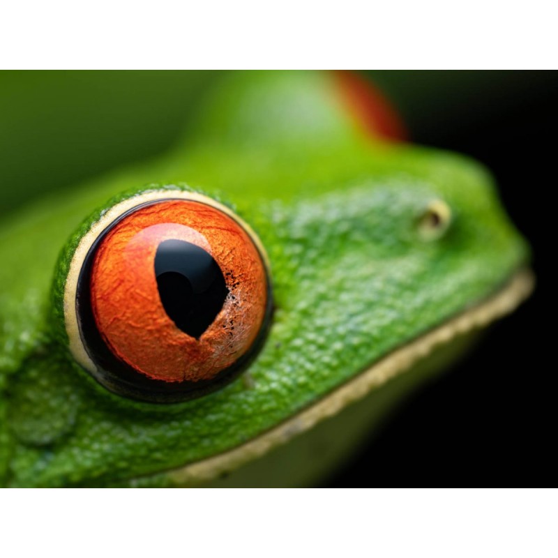 Buy Olympus M.Zuiko Digital ED 90mm F3.5 Macro IS PRO - 90mm Macro Lens with IS ... in Cyprus, Nicosia, Limassol, Larnaka, Pafos