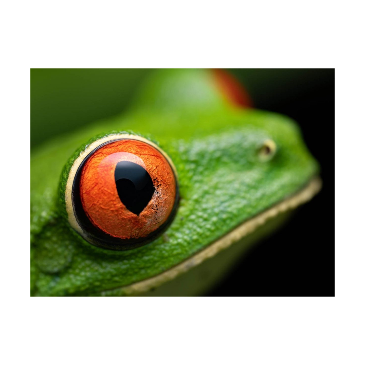 Olympus M.Zuiko Digital ED 90mm F3.5 Macro IS PRO - 90mm Macro Lens with IS PRO (incl. hood & cap)