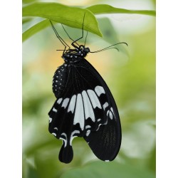 Buy Olympus MC 2.0 Teleconverter for M.ZUIKO DIGITAL 40-150mm 1:2.8 PRO & M.ZUIK... in Cyprus, Nicosia, Limassol, Larnaka, Pafos