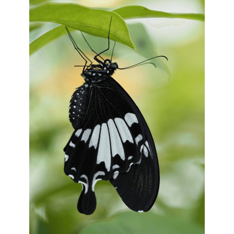 Buy Olympus MC 2.0 Teleconverter for M.ZUIKO DIGITAL 40-150mm 1:2.8 PRO & M.ZUIK... in Cyprus, Nicosia, Limassol, Larnaka, Pafos