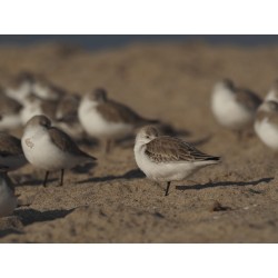 Buy Olympus MC 2.0 Teleconverter for M.ZUIKO DIGITAL 40-150mm 1:2.8 PRO & M.ZUIK... in Cyprus, Nicosia, Limassol, Larnaka, Pafos