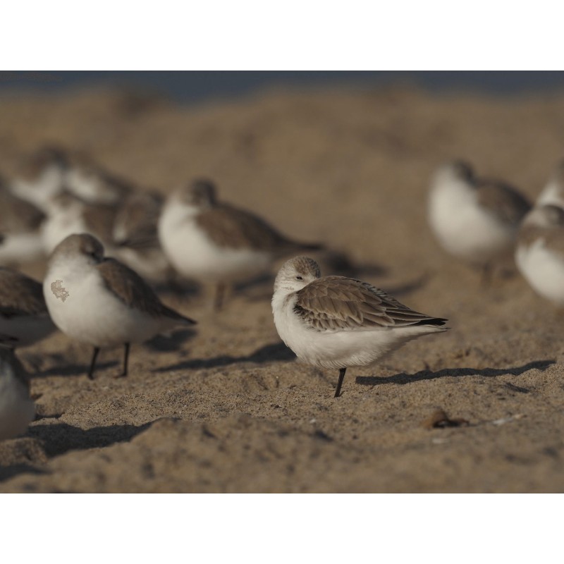 Buy Olympus MC 2.0 Teleconverter for M.ZUIKO DIGITAL 40-150mm 1:2.8 PRO & M.ZUIK... in Cyprus, Nicosia, Limassol, Larnaka, Pafos