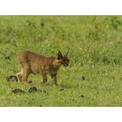 Buy Olympus MC 2.0 Teleconverter for M.ZUIKO DIGITAL 40-150mm 1:2.8 PRO & M.ZUIK... in Cyprus, Nicosia, Limassol, Larnaka, Pafos