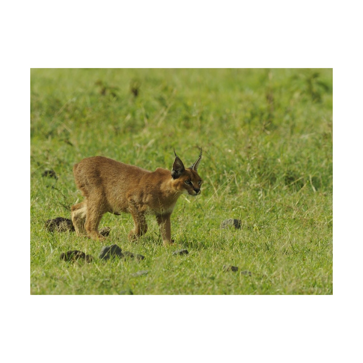 Olympus MC 2.0 Teleconverter for M.ZUIKO DIGITAL 40-150mm 1:2.8 PRO & M.ZUIKO DIGITAL ED 300mm 1:4 P