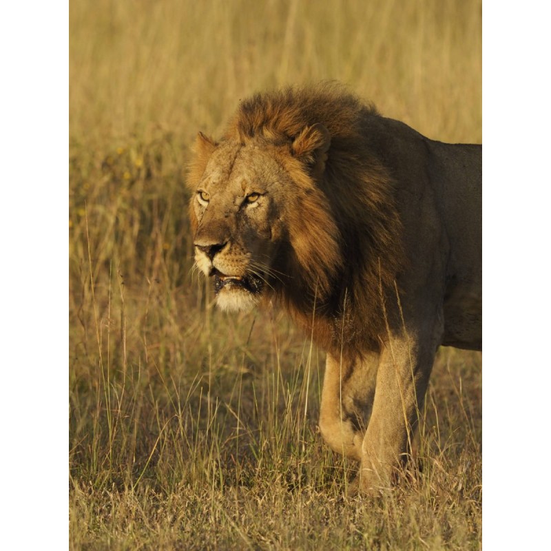 Buy Olympus MC 2.0 Teleconverter for M.ZUIKO DIGITAL 40-150mm 1:2.8 PRO & M.ZUIK... in Cyprus, Nicosia, Limassol, Larnaka, Pafos