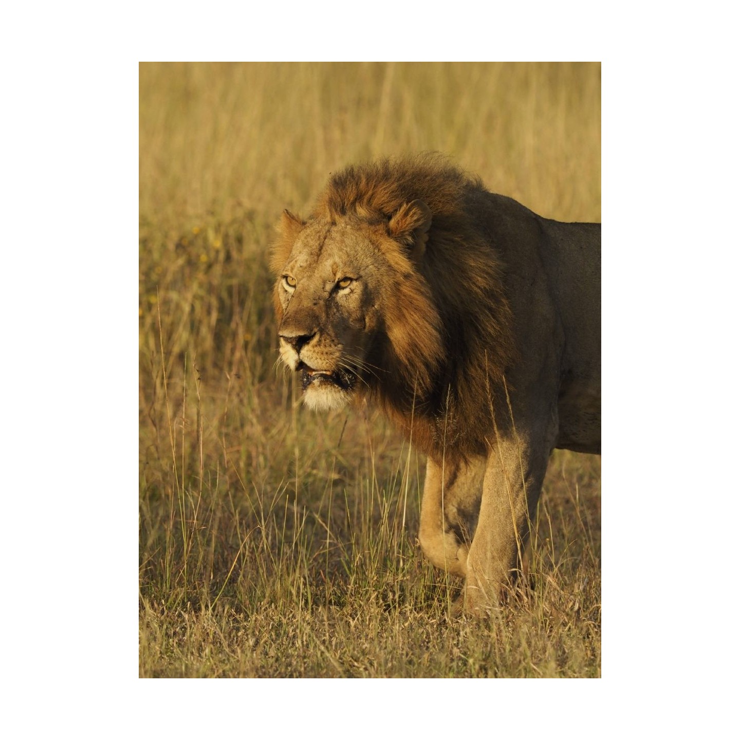 Olympus MC 2.0 Teleconverter for M.ZUIKO DIGITAL 40-150mm 1:2.8 PRO & M.ZUIKO DIGITAL ED 300mm 1:4 P