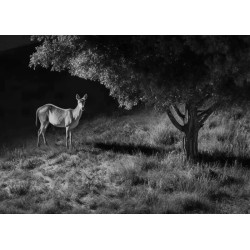 Buy Reolink Outdoor Battery Camera - BP4G - 4K PTZ GO Ranger PT + Solar in Cyprus, Nicosia, Limassol, Larnaka, Pafos