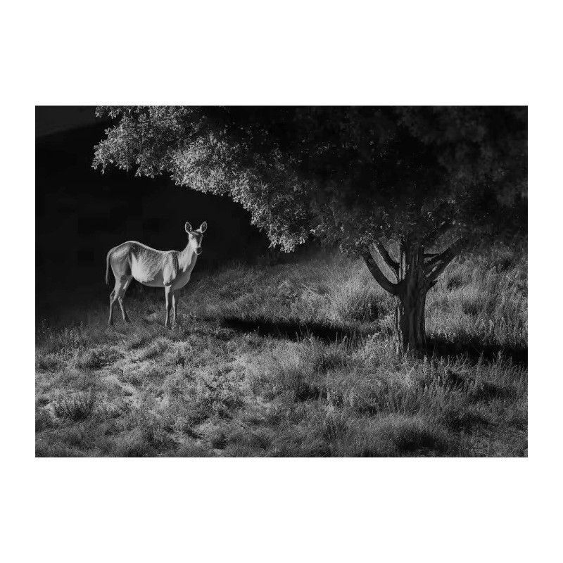 Buy Reolink Outdoor Battery Camera - BP4G - 4K PTZ GO Ranger PT + Solar in Cyprus, Nicosia, Limassol, Larnaka, Pafos