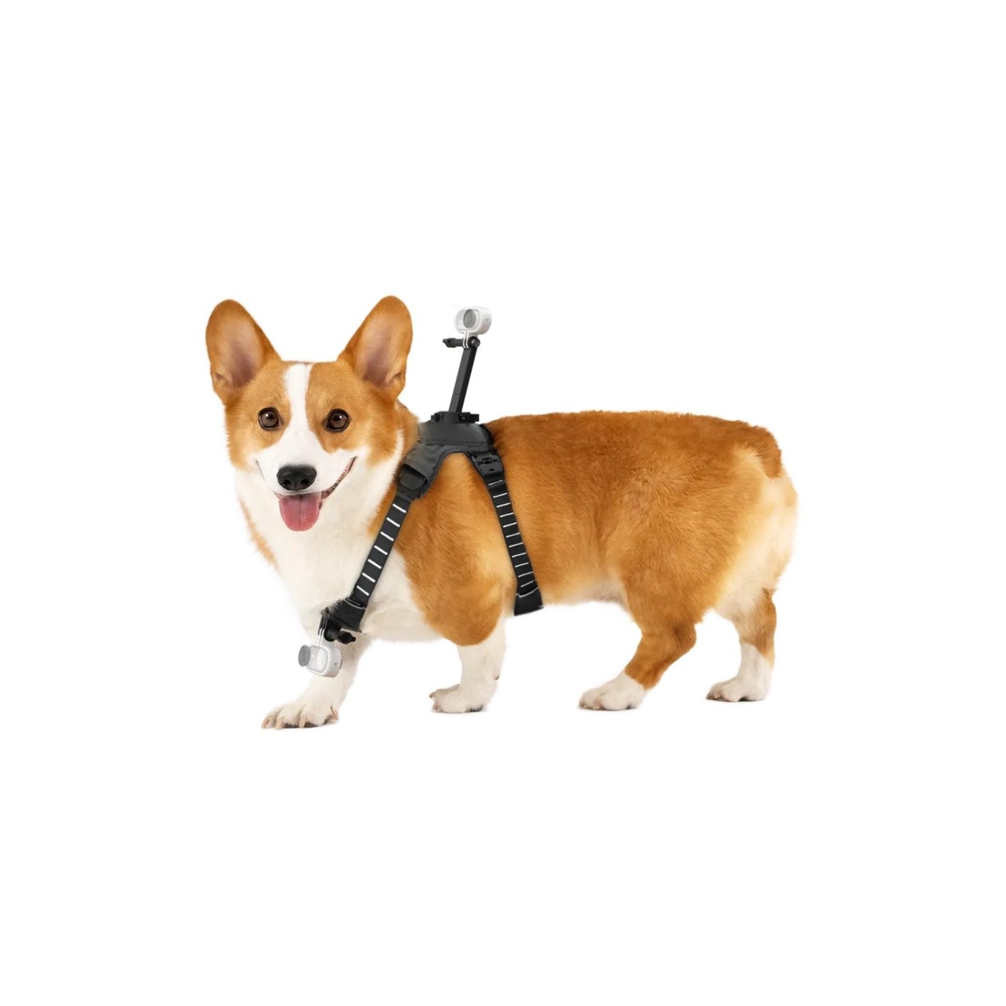 Insta360 Go 3 Go 3S Pet Harness Mount - Size M — Buy in Cyprus with Fast Delivery