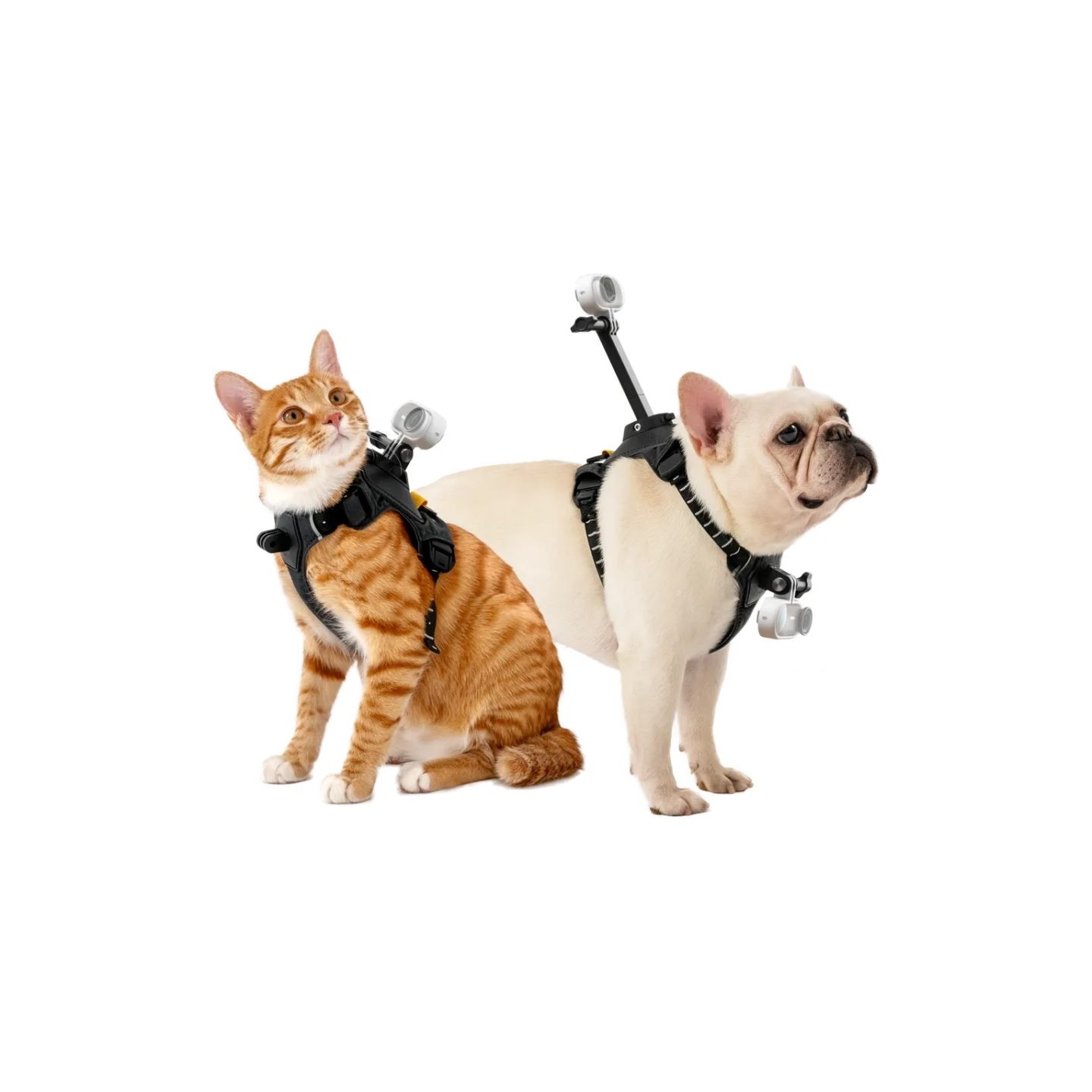 Insta360 Go 3 - Go 3S - Pet Harness Mount Size S — Buy in Cyprus with Fast Delivery