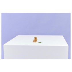 LEGO 31376 Creator 3-in-1 Niedlicher Hamster mit Blume — Buy in Cyprus with Fast Delivery