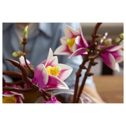 LEGO 11510 Botanicals Magnolienzweige — Buy in Cyprus with Fast Delivery