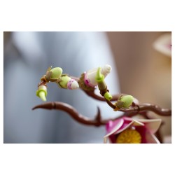 LEGO 11510 Botanicals Magnolienzweige — Buy in Cyprus with Fast Delivery