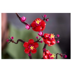 LEGO Icons - Pflaumenblüte — Buy in Cyprus with Fast Delivery