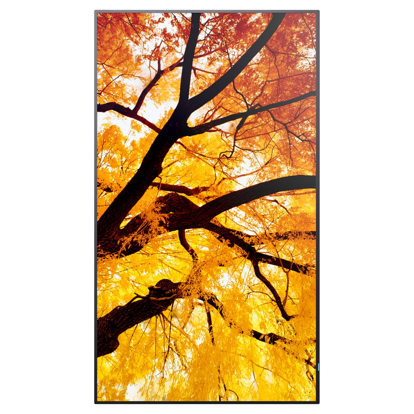 Sharp MultiSync M502 Digital Signage Display 125.7 cm 50 Zoll — Buy in Cyprus with Fast Delivery