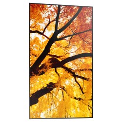 Sharp MultiSync M502 Digital Signage Display 125.7 cm 50 Zoll — Buy in Cyprus with Fast Delivery