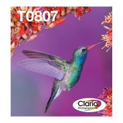 Epson Original Easy Mail Packing T0807 Kolibri Druckerpatronen 6er Multipack BK C M Y LC LM (C13T08074510)