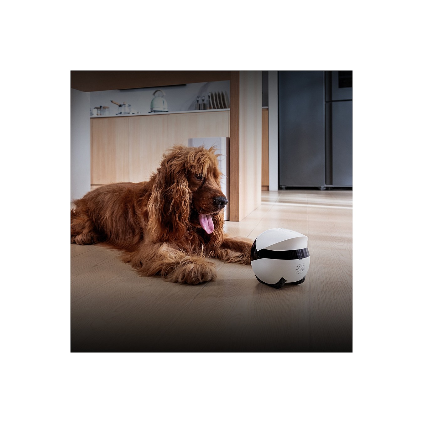 Buy ENABOT EBO Air 2 Plus 3K Kamera Nachtsicht WLAN App Tierroboter Wei in Cyprus, Nicosia, Limassol, Larnaka, Pafos