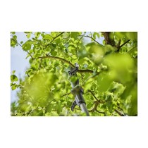 Buy Gardena Akku-Teleskop-Baumschere HighCut 250 18V P4A solo in Cyprus, Nicosia, Limassol, Larnaka, Pafos